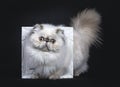 Cute fluffy tabby point Persian cat / kitten, Isolated on black background Royalty Free Stock Photo