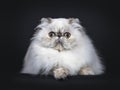 Cute fluffy tabby point Persian cat / kitten, Isolated on black background Royalty Free Stock Photo