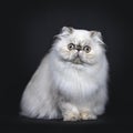 Cute fluffy tabby point Persian cat / kitten, Isolated on black background Royalty Free Stock Photo