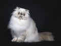 Cute fluffy tabby point Persian cat / kitten, Isolated on black background Royalty Free Stock Photo