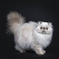 Cute fluffy tabby point Persian cat / kitten, Isolated on black background Royalty Free Stock Photo