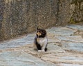 Cute baby cat in the garden Royalty Free Stock Photo