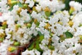 Cute Fluffy Tiny White Flowers Royalty Free Stock Photo