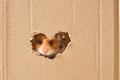 cute fluffy tri-color long-haired syrian hamster peeking out of a hole in cardboard, heart-shaped hole, love for rodents