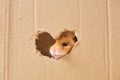 cute fluffy tri-color long-haired syrian hamster peeking out of a hole in cardboard, heart-shaped hole, love for rodents