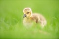 Fluffy Yellow Canada Gosling in Green Grass