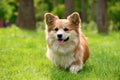 Cute Fluffy Welsh Corgi Pembroke running through green lawn in the city park. Royalty Free Stock Photo