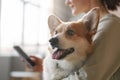 Cute fluffy welsh pembroke corgi dog on hands of his owner Royalty Free Stock Photo