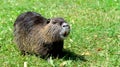 Cute fluffy wet nutria in the meadow near the river, standing and looking to the distance. Captured in Hradec Kralove