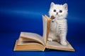 Cute fluffy white british kitten and old book