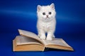 Cute fluffy white british kitten and old book Royalty Free Stock Photo