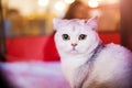 Cute and fluffy white cat, very playful, with yellow eyes Royalty Free Stock Photo