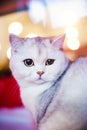 Cute and fluffy white cat, very playful, with yellow eyes Royalty Free Stock Photo