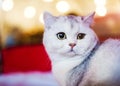 Cute and fluffy white cat, very playful, with yellow eyes Royalty Free Stock Photo