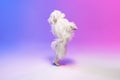 Cute, fluffy white Maltese dog posing, dancing on hind legs isolated over gradient blue purple background in neon light Royalty Free Stock Photo