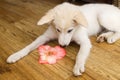 Cute fluffy white puppy smelling pink flower on wooden floor in room. Curious female puppy sniffing gladiolus flower. Copy space.