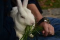 Cute and fluffy white rabbit siting on lap and eating green grass