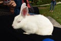 Cute and fluffy white rabbit siting on lap. Looks so innocent .