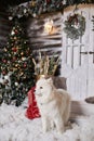 Cute fluffy white Samoyed dog posing in a living room near Christmas tree and decorated for New year interior. Beautiful Royalty Free Stock Photo