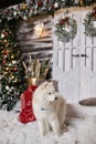 Cute fluffy white Samoyed dog posing in a living room near Christmas tree and decorated for New year interior. Beautiful Royalty Free Stock Photo