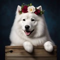 Cute fluffy white Samoyed puppy with a wreath of flowers on his head sits in a wooden box