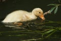 A cute wild yellow duckling swimming on a river in the UK. Royalty Free Stock Photo