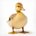 A cute, fluffy yellow duckling stands against a white background