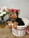 The cute, fluffy Yokrshire terrier puppy closed his eyes, sitting in a white wicker basket against a white background Royalty Free Stock Photo