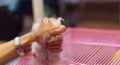 Cute Fluffy Young Orange White Syrian Golden Hamster Mesocricetus auratus struggling to free from girl`s hand. Putty in hands, Royalty Free Stock Photo