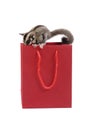 Cute flying squirrel and little red shopping bag. Royalty Free Stock Photo