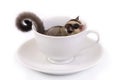 Cute flying squirrel in white ceramic cup. Royalty Free Stock Photo