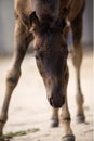 Cute Foal, baby Horse curious looking