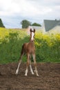 Cute foal in field