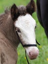 Cute Foal Headshot
