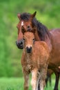 Cute foal and mare