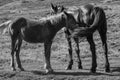Cute foal with mare in pasture black and white. Two horses in field monochrome. Rural ranch life. Royalty Free Stock Photo