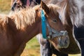 Cute foal with mare in pasture close up. Portrait of horse. Rural ranch life. Animal family concept. Royalty Free Stock Photo