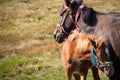 Cute foal with mare in pasture. Two horses in field. Rural ranch life. Animal family concept. Young foal and mother horse grazing. Royalty Free Stock Photo