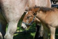 Cute foal with mum Royalty Free Stock Photo