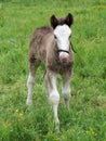 Cute Foal Royalty Free Stock Photo