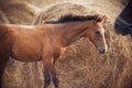 Cute foal standing next to a haystack, looking at his mother Royalty Free Stock Photo