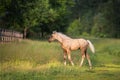 Cute foal walk