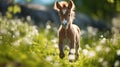 Cute foal walking through the meadow. Generative AI