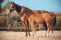 Cute foal walks with his mother on the paddock on the farm