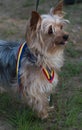 Cute dog with medal