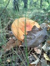 Corn-colored Mushroom Royalty Free Stock Photo