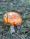 Corn-colored Mushroom Royalty Free Stock Photo