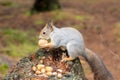 A cute forest squirrel with an autumn undercoat and a fluffy tail sits on an old tree stump and gnaws a nut. Royalty Free Stock Photo