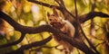 A cute forest squirrel gnaws a nut on a branch in the autumn forest Royalty Free Stock Photo