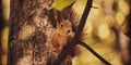 A cute forest squirrel gnaws a nut on a branch in the autumn forest Royalty Free Stock Photo